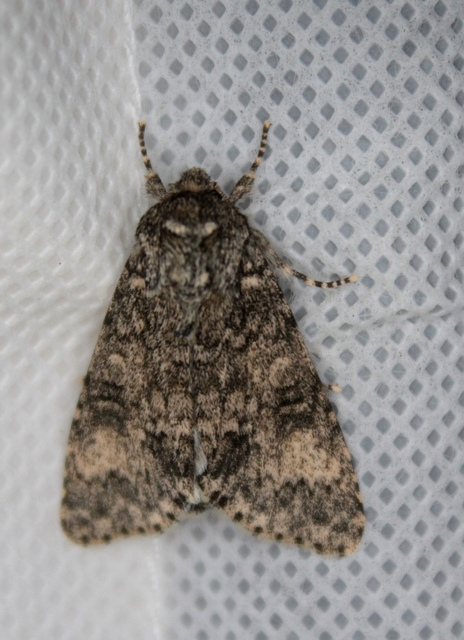 Acronicta megacephala - nagyfejű szigonyosbagoly