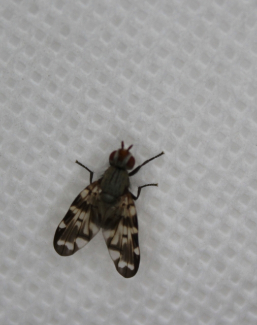 Otites centralis/guttata