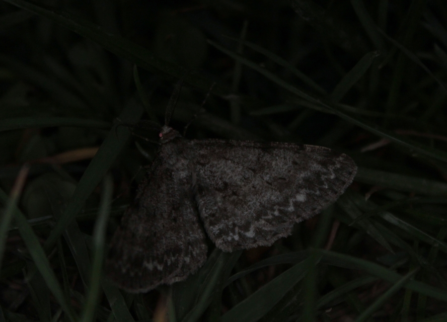 Hypomecis punctinalis - pettyes faaraszoló