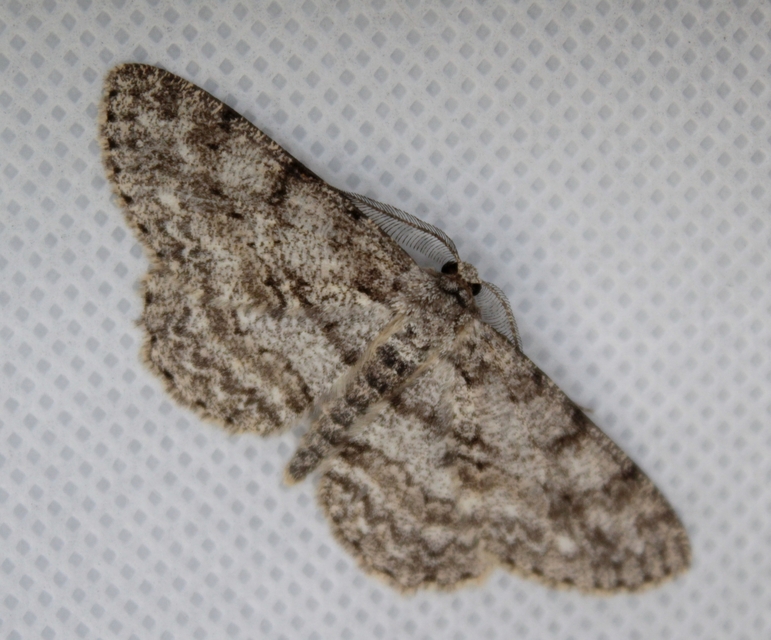 Hypomecis punctinalis - pettyes faaraszoló