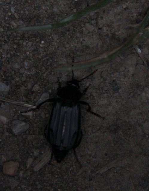 Necrodes littoralis - nagy dögbogár