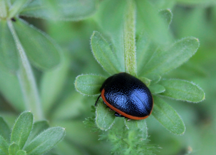 Chrysolina