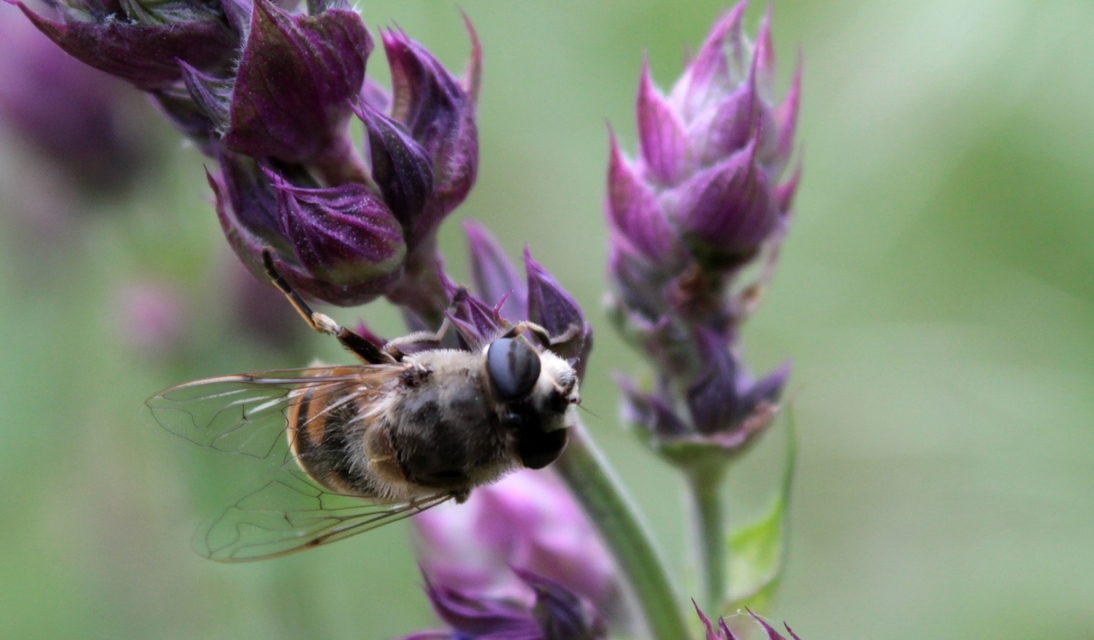 Eristalis tenax - közönséges herelégy