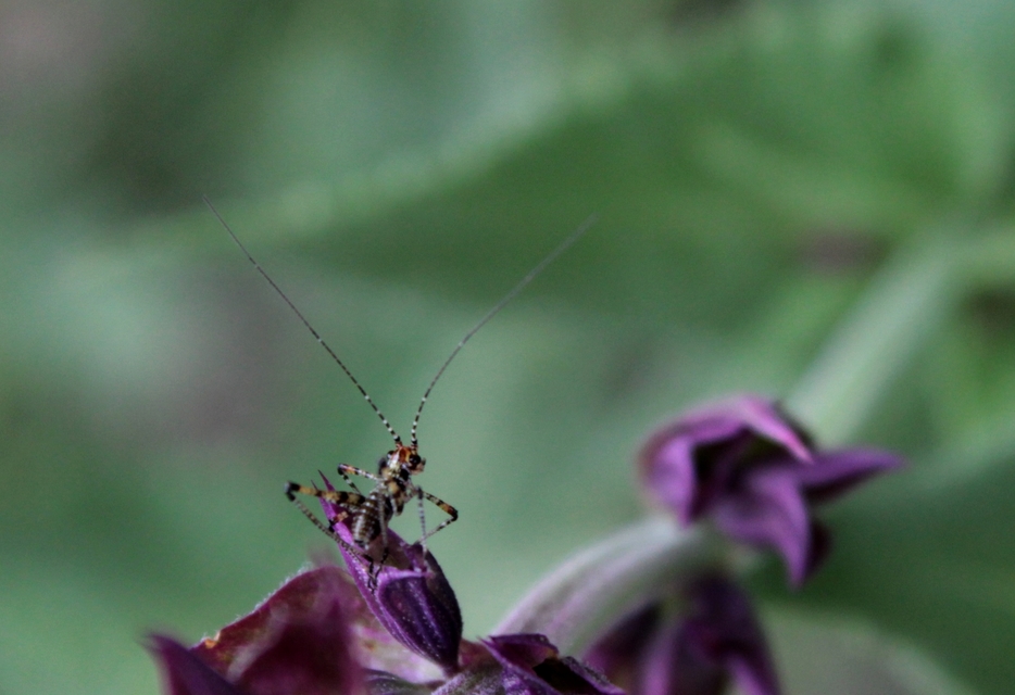 Phaneroptera