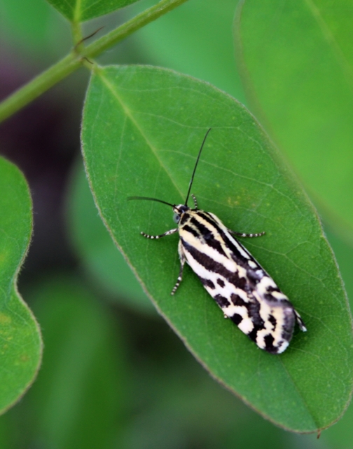 Emmelia trabealis - zebrabagoly