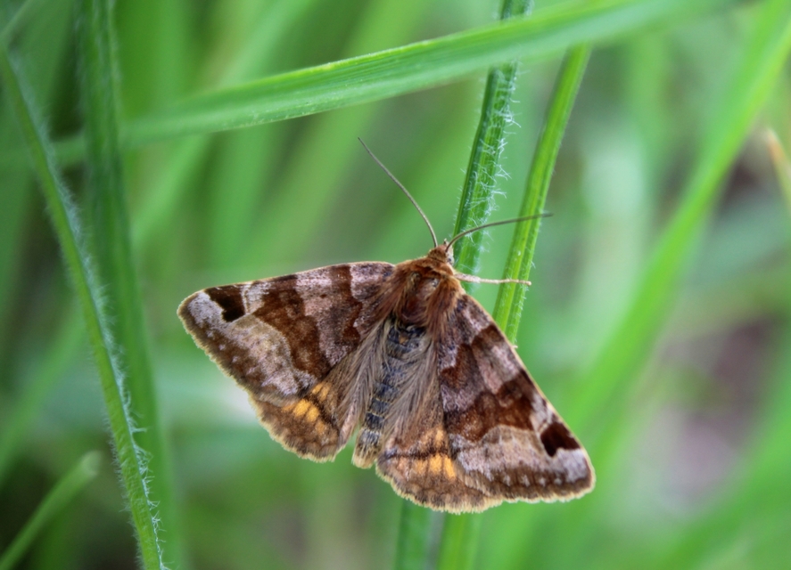 Euclidia glyphica - közönséges nappalibagoly