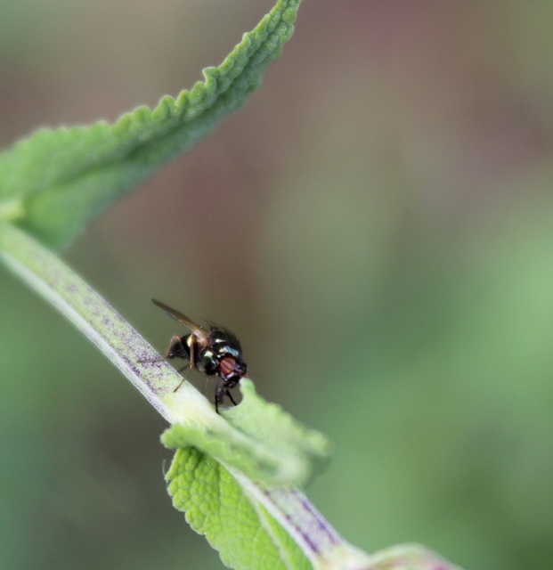 Lauxaniidae - pudvalegyek