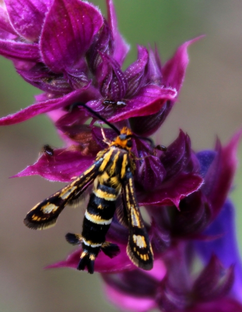 Sesiidae - szitkárfélék