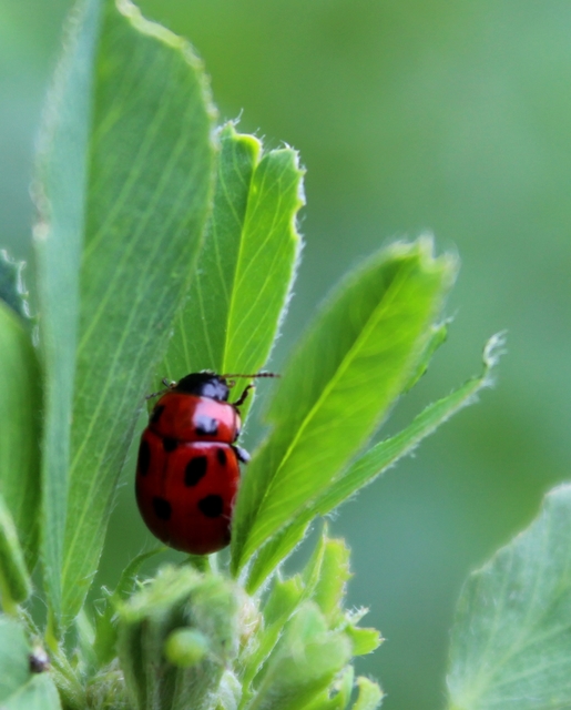 Gonioctena fornicata - közönséges lucernabogár