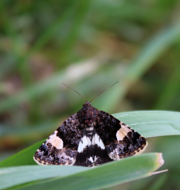 Tyta luctuosa - fekete nappalibagoly