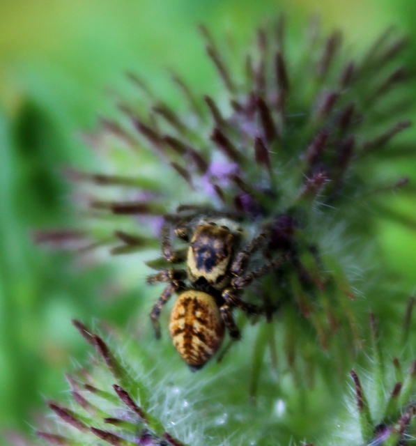 Carrhotus xanthogramma - rozsdás ugrópók