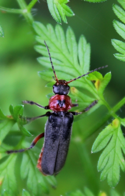 Cantharis rustica - suszterbogár