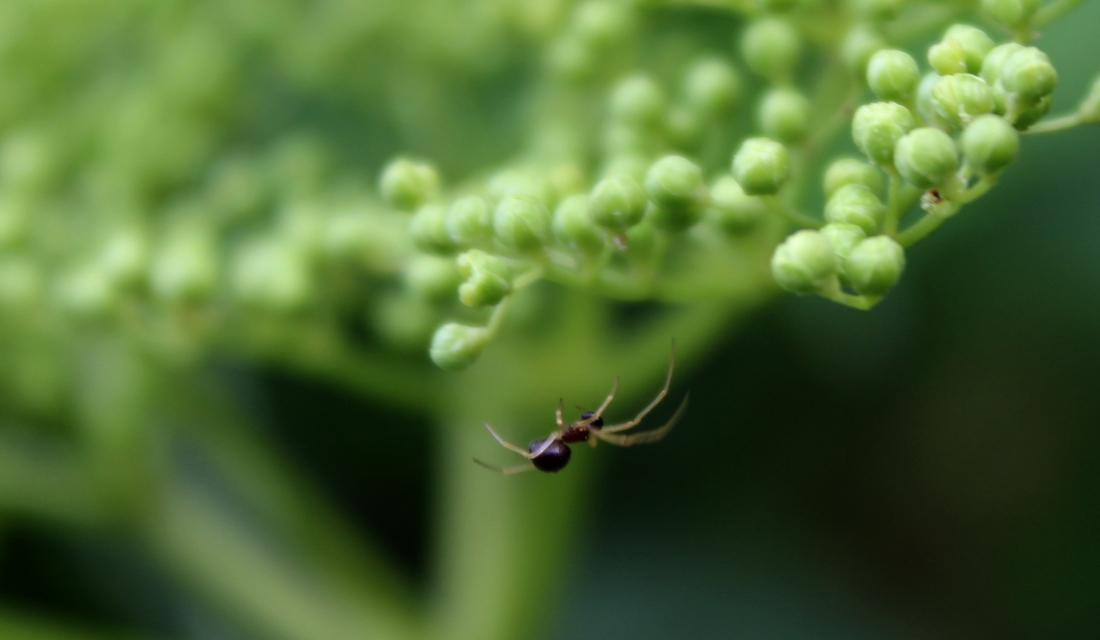 Linyphiidae - vitorláspókok
