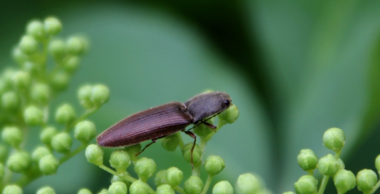 Athous haemorrhoidalis - szurkos pattanó