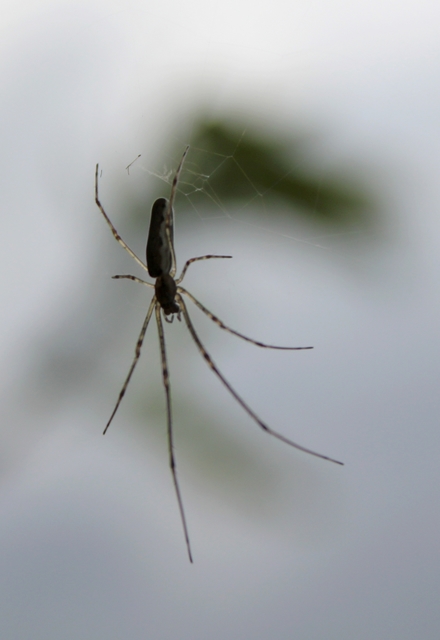 Tetragnatha