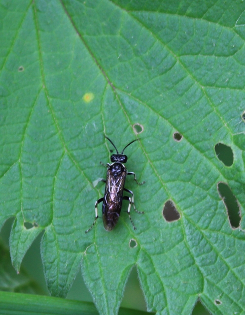Tenthredinidae - valódi levéldarazsak