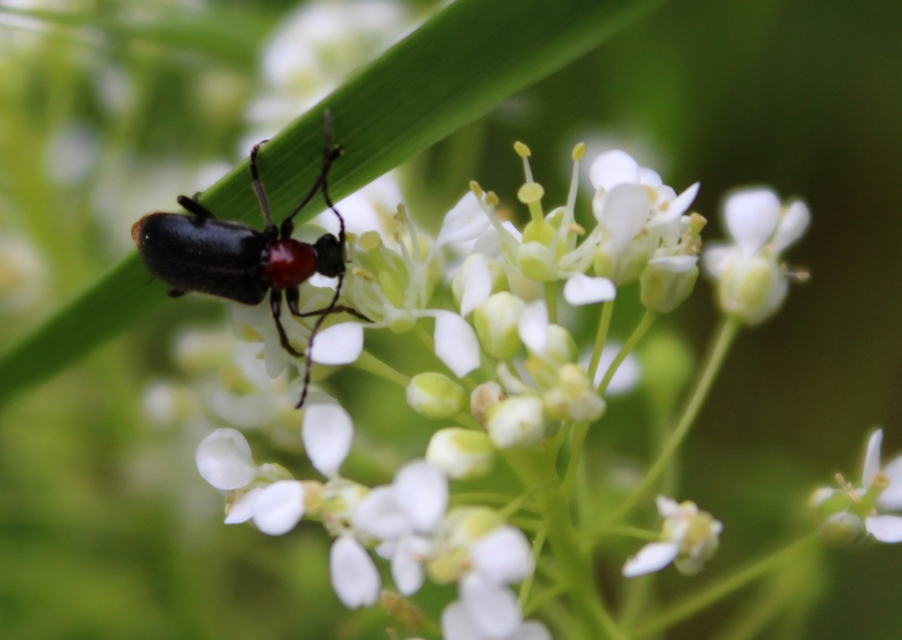 Dinoptera collaris - vörösnyakú virágcincér