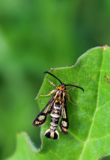 Sesiidae - szitkárfélék