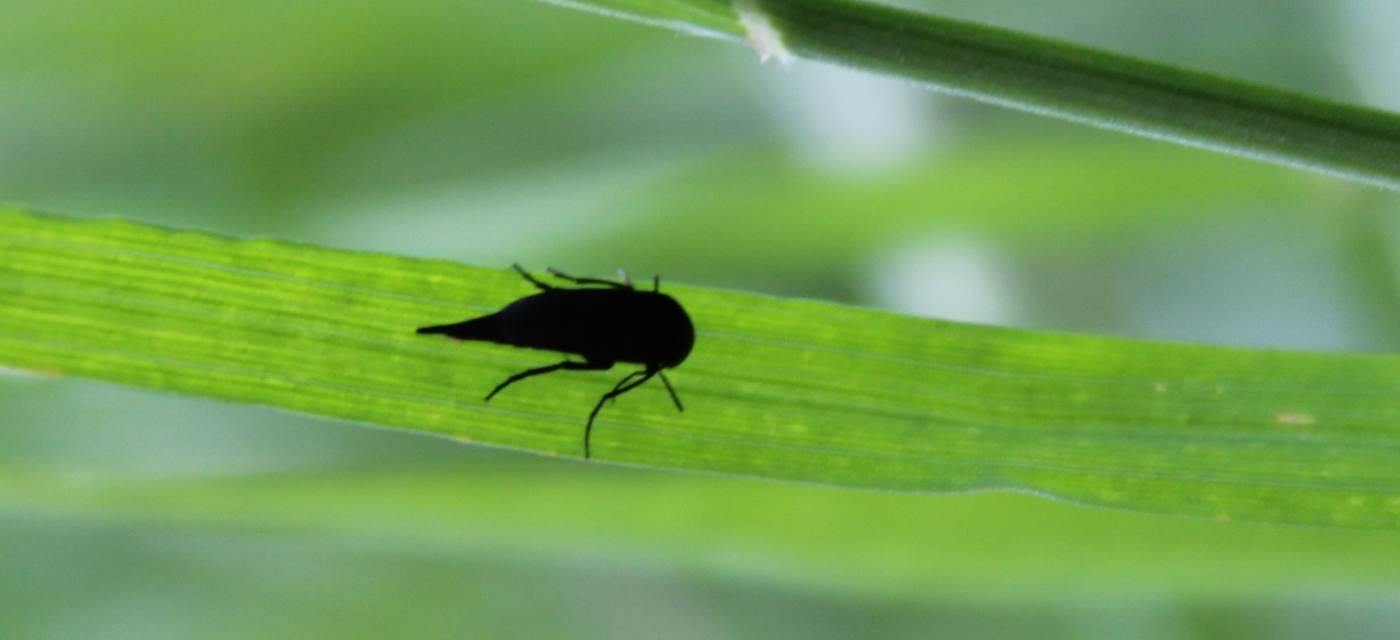 Mordellidae - marókafélék