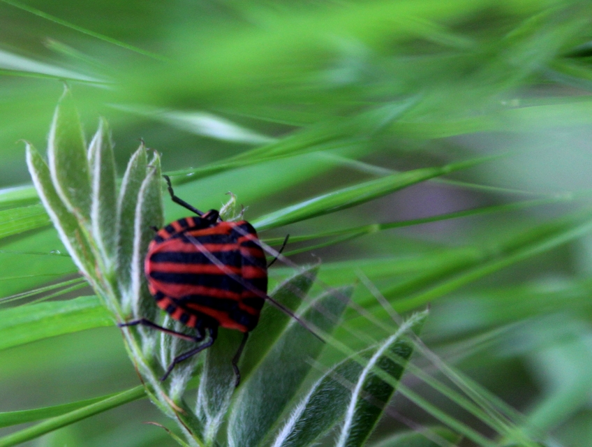 Graphosoma italicum - csíkos pajzsospoloska