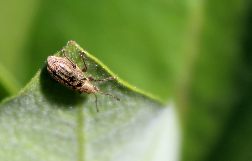 Phyllobius pyri - gyümölcsfa-levélormányos