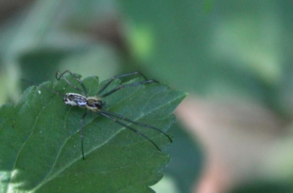Linyphiidae - vitorláspókok