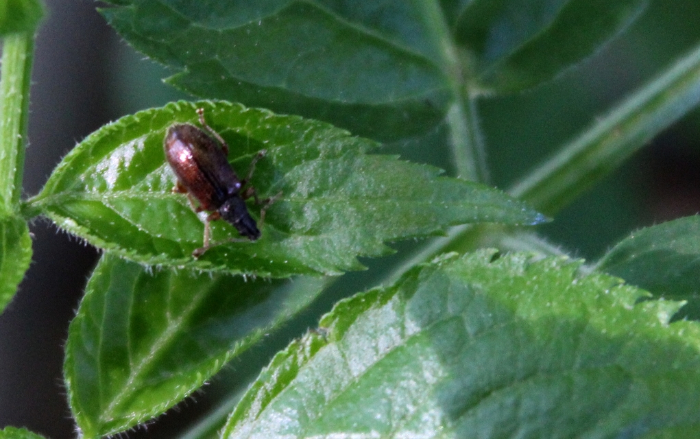 Phyllobius oblongus - közönséges levélormányos