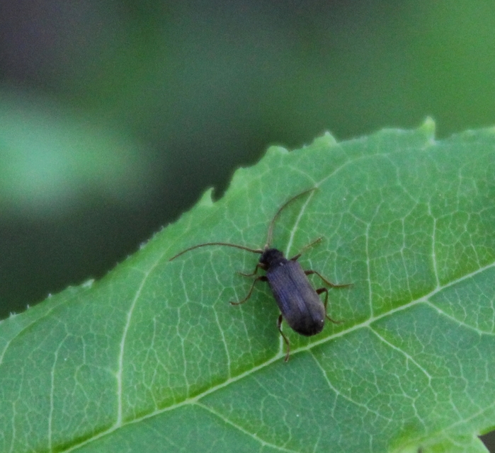 Ptinus rufipes - vöröslábú tolvajbogár