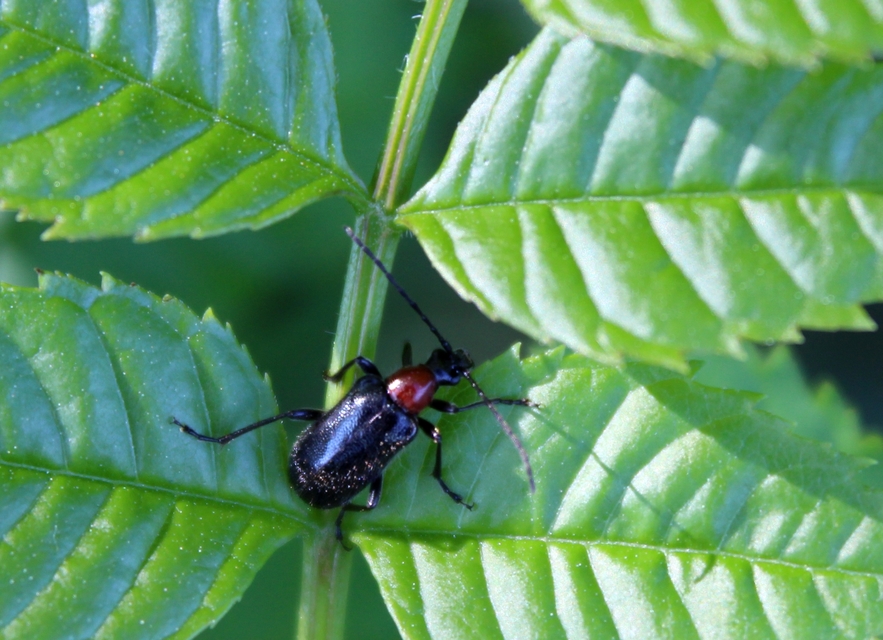 Dinoptera collaris - vörösnyakú virágcincér