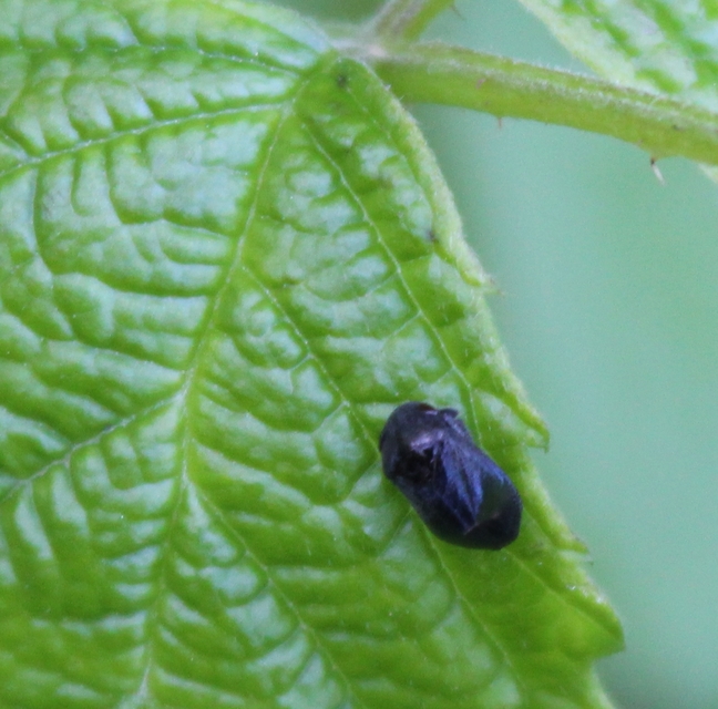 Penthimia nigra - fekete kabóca Penthimia nigra - fekete kabóca