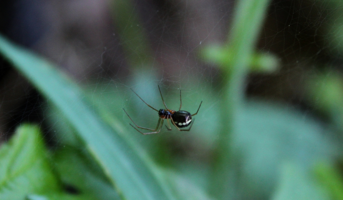 Linyphiidae - vitorláspókok