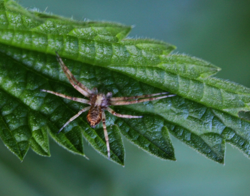 Philodromus