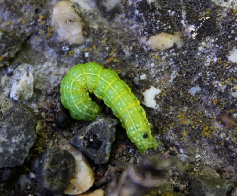 Cosmia trapezina - közönséges lombbagoly