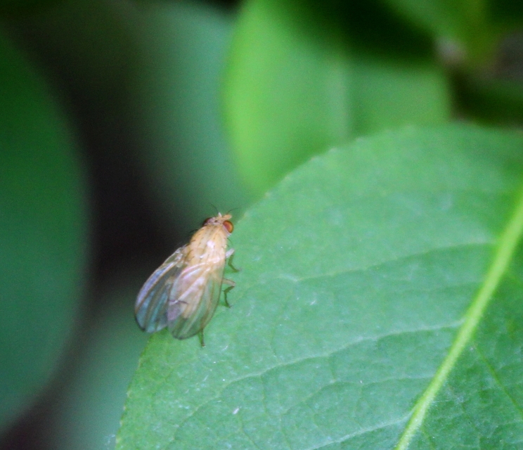 Lauxaniidae - pudvalegyek