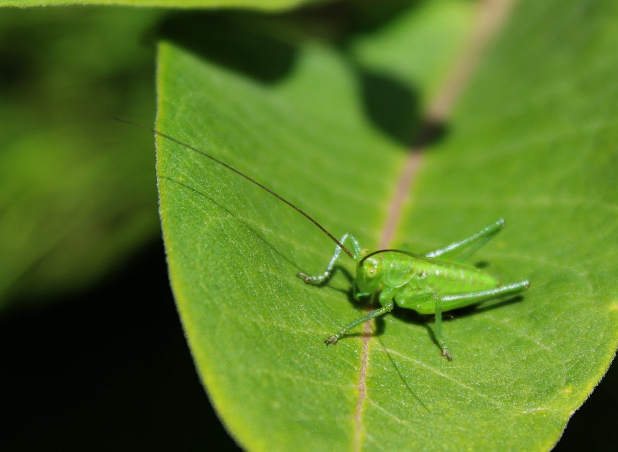 Tettigonia