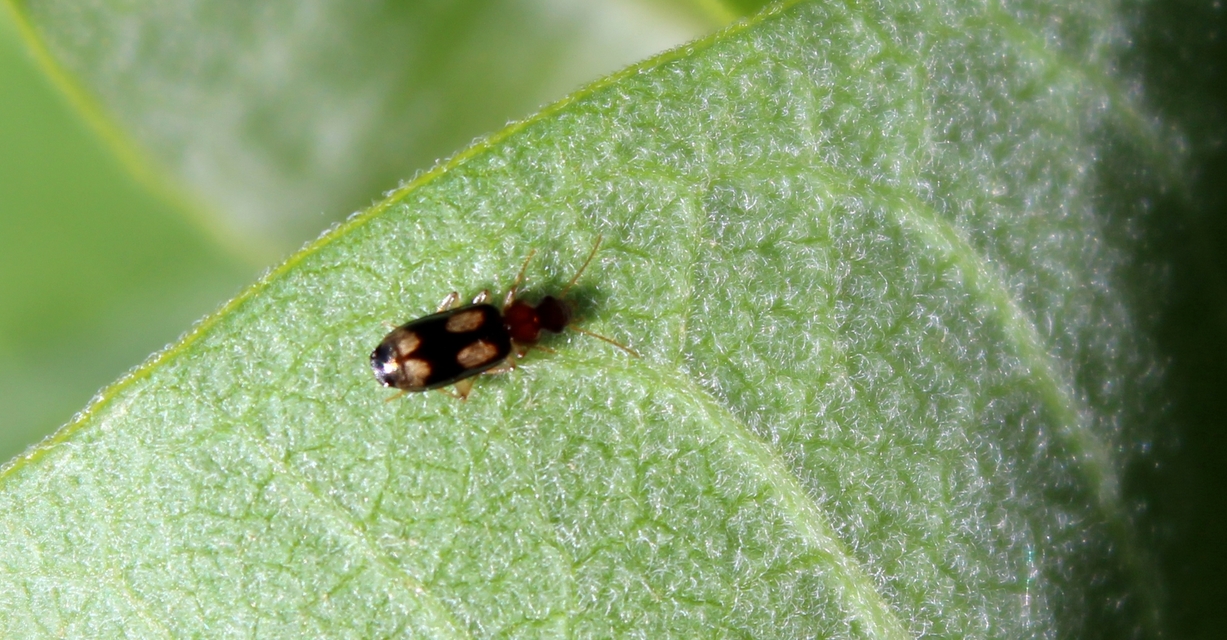 Dromius quadrimaculatus - négyfoltos kéregfutó