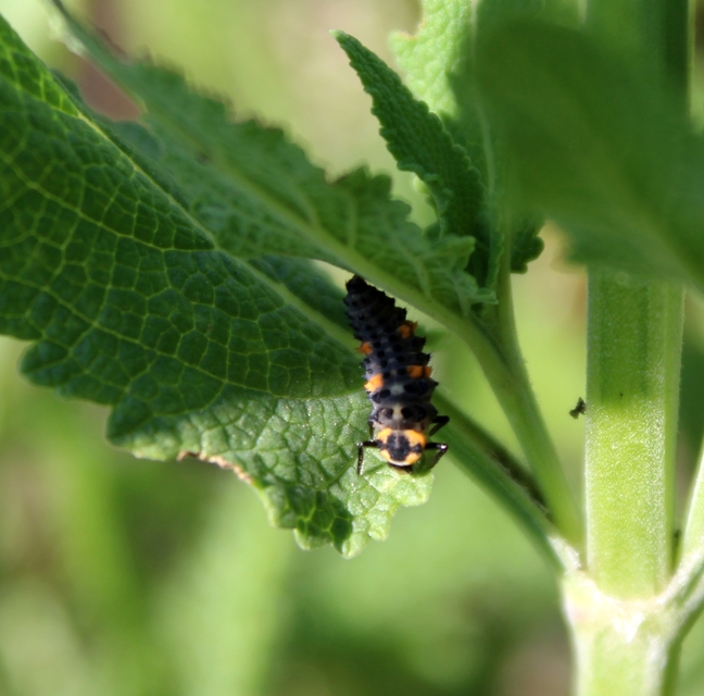 Coccinella septempunctata - hétpettyes katica