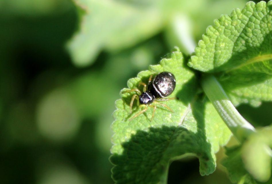 Heliophanus