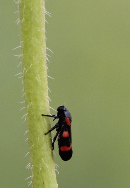 Cercopis sanguinolenta