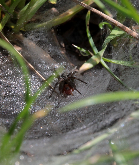 Agelena labyrinthica - illó tölcsérpók