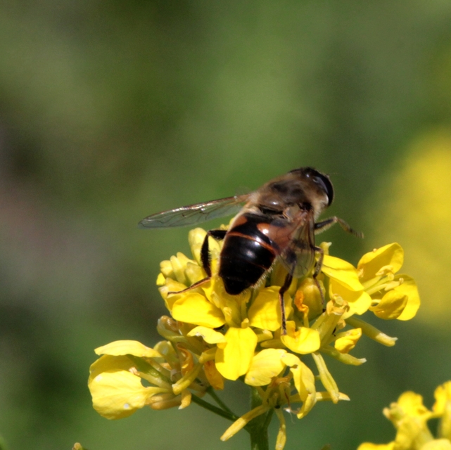 Eristalis tenax - közönséges herelégy