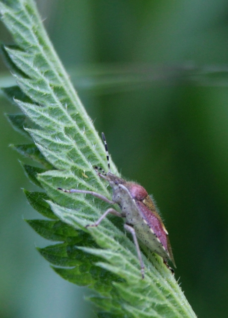 Dolycoris baccarum - közönséges bogyómászó-poloska