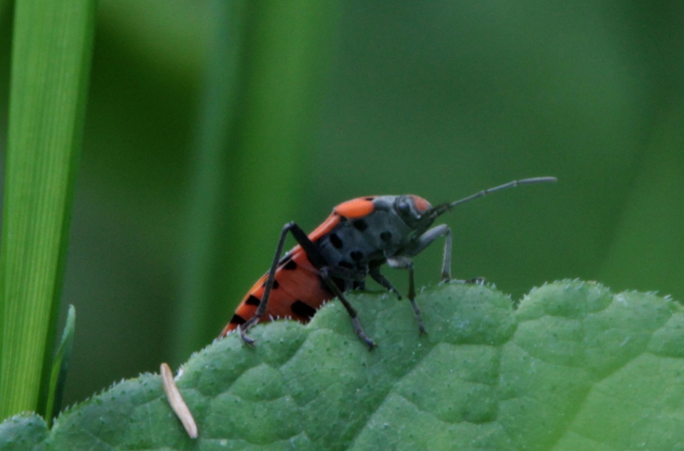 Lygaeus equestris/simulans