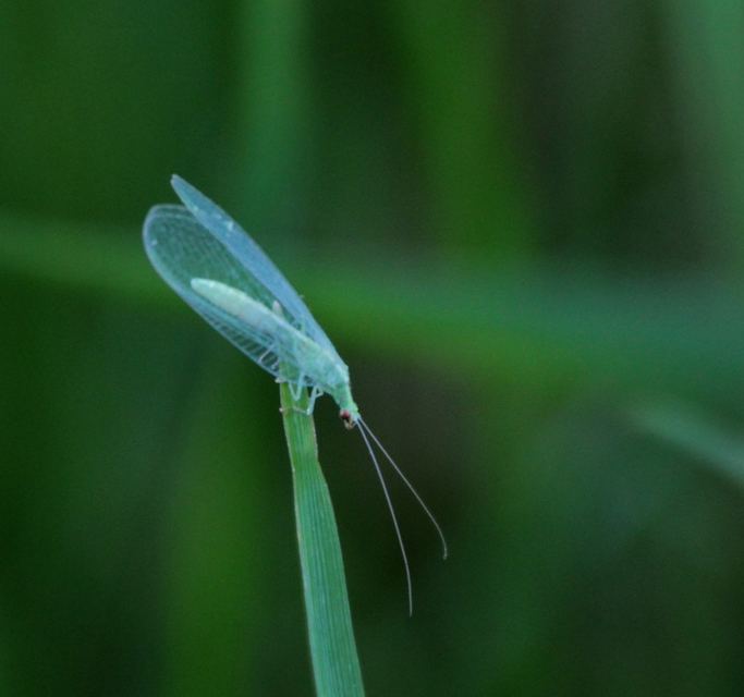 Chrysopidae - zöldfátyolkák