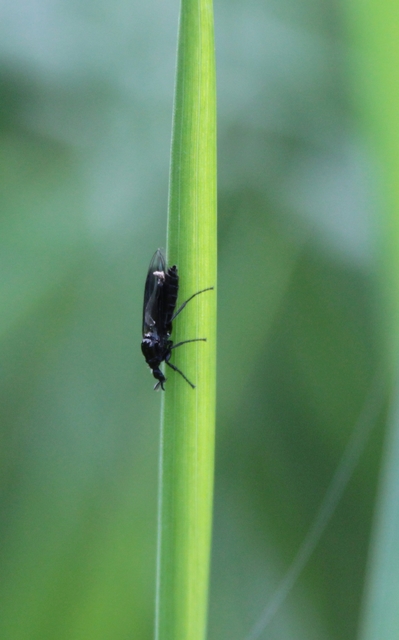 Scatopsidae - lapospotrohú muslicák