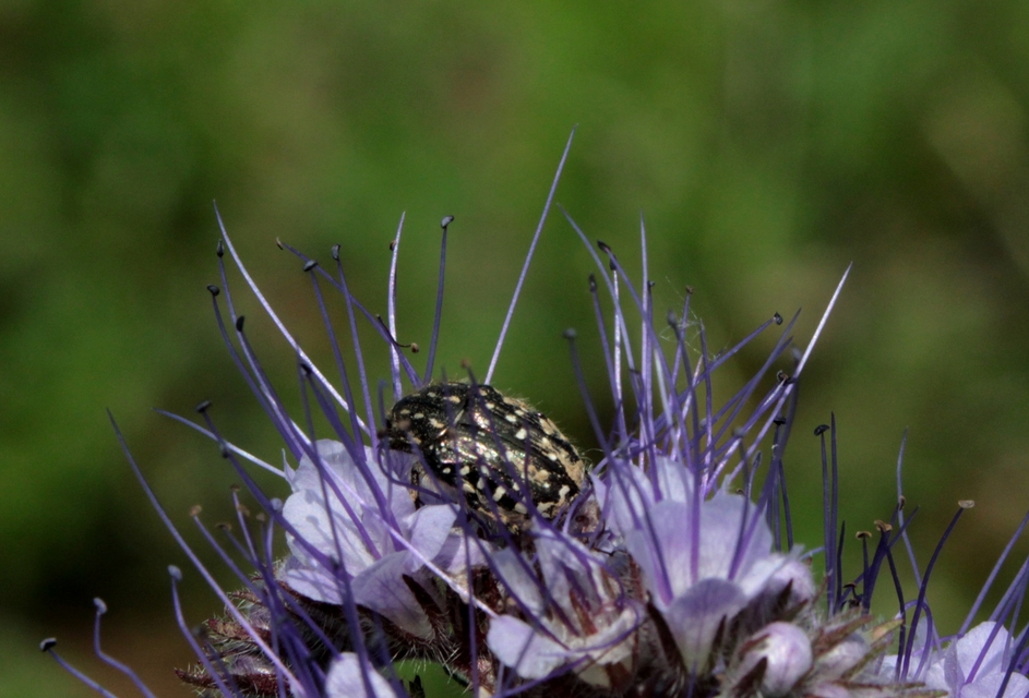 Oxythyrea funesta - sokpettyes virágbogár