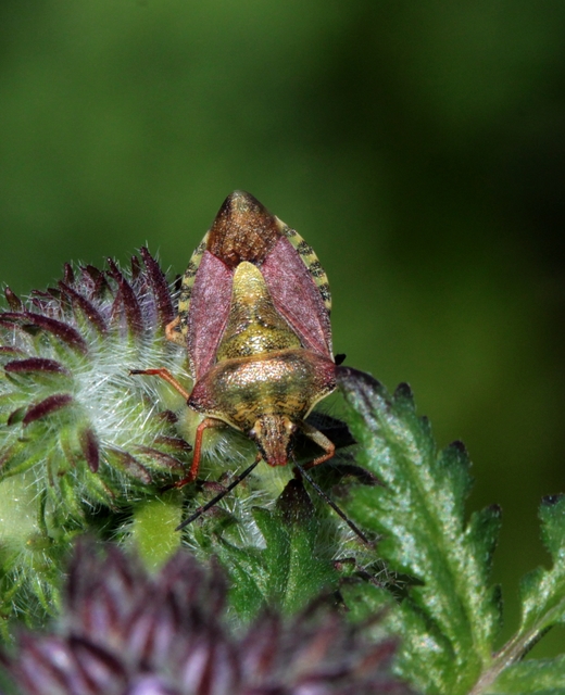 Carpocoris Carpocoris