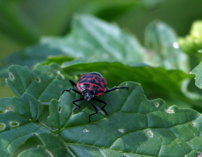 Eurydema ventralis - káposztapoloska Eurydema ventralis - káposztapoloska