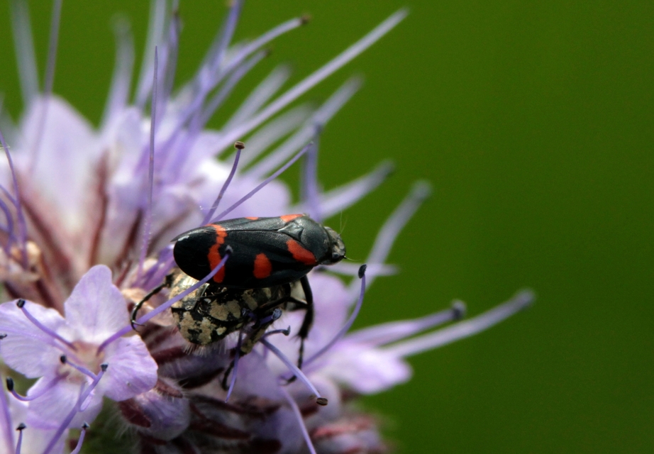 Cercopis arcuata/sanguinolenta