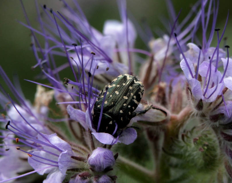 Oxythyrea funesta - sokpettyes virágbogár